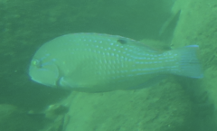 Choerodon schoenleinii