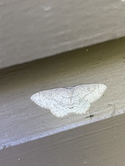 Cyclophora pendulinaria