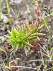 Sedum stenopetalum
