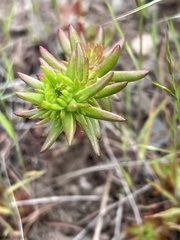 Sedum stenopetalum