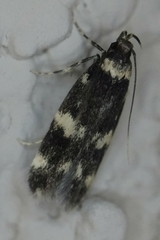 Oegoconia novimundi