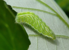 Satyrium calanus