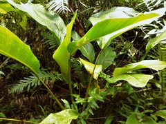 Goeppertia monophylla