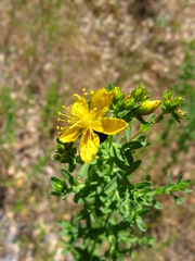 Hypericum concinnum