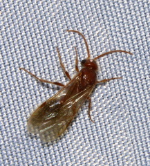 Sphaeropthalminae
