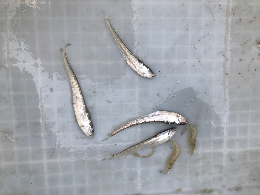 Japanese Grenadier Anchovy
