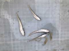 Japanese Grenadier Anchovy photo 1