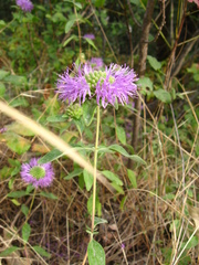 Monardella breweri lanceolata