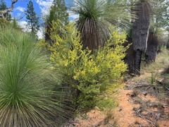 Acacia conferta