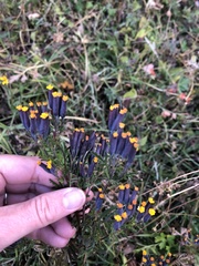 Tagetes multiflora