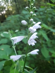 Physostegia angustifolia