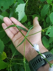 Physostegia angustifolia