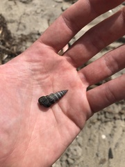 Cerithideopsis californica