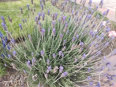 Lavandula dentata