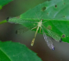 Hylobittacus apicalis