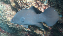 Psammoperca datnioides