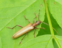 Centrodera decolorata