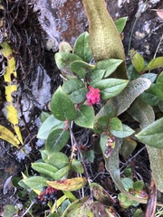 Vaccinium floribundum