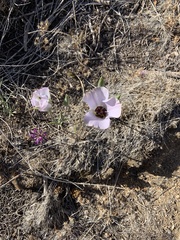 Calochortus invenustus