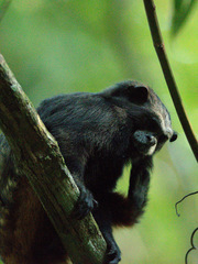 Saguinus fuscicollis