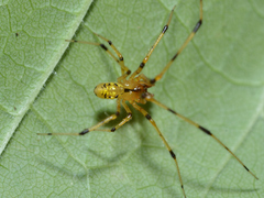 Phylloneta pictipes