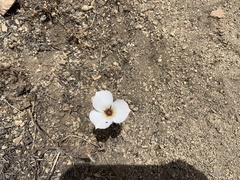 Calochortus invenustus