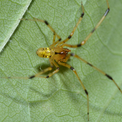Phylloneta pictipes