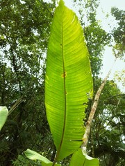 Goeppertia monophylla