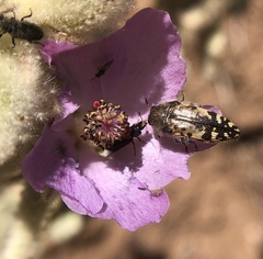 Acmaeodera hepburnii