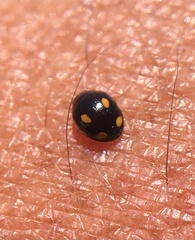 Hyperaspis quadrioculata