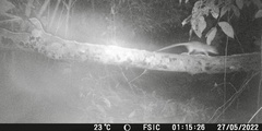 Didelphis marsupialis