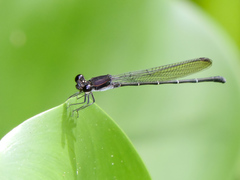 Argia tezpi