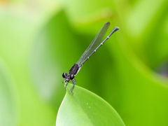 Argia tezpi