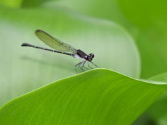 Argia tezpi