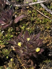 Castilleja victoriae