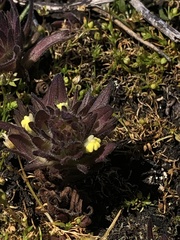 Castilleja victoriae
