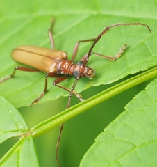 Centrodera decolorata