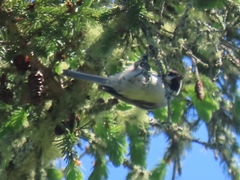 Poecile atricapillus image