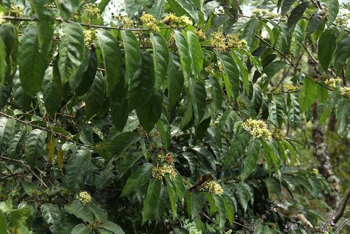 Raisin-fruit keetia (Keetia venosa)