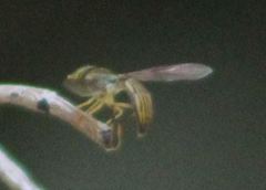 Hybobathus lineatus