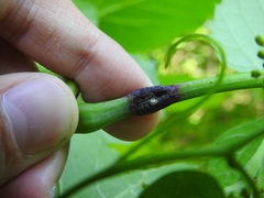 Ampeloglypter sesostris