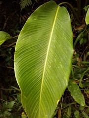 Goeppertia monophylla