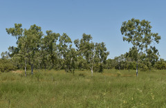 Corymbia bella