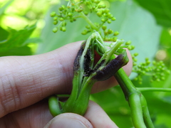 Ampeloglypter sesostris