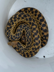 Pituophis catenifer annectens