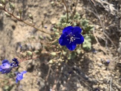 Phacelia nashiana