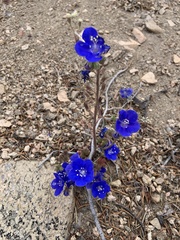 Phacelia nashiana