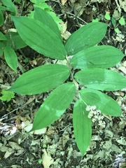 Maianthemum racemosum