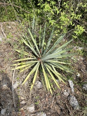 Agave collina
