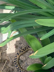 Pituophis catenifer annectens